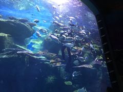 -暹罗海洋世界