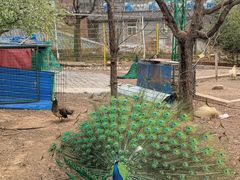 -丽泽山庄·生态怀柔菜·虹鳟鱼(红螺寺店)