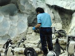 -帝企鹅自助餐厅•儿童岛•真企鹅(长隆企鹅酒店)