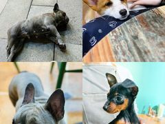 -柯斗斗主题餐厅·狗咖·围炉煮茶·茶饮(国瑞升平里店)