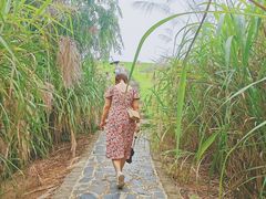 -大塘金香草谷