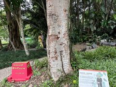 -中国科学院西双版纳热带植物园