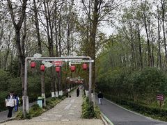 -合肥滨湖国家森林公园