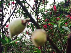 -南国桃园旅游度假区