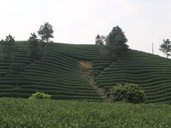 -帐篷客·溪龙茶谷度假酒店