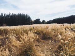 -扁都口生态休闲旅游区