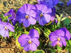 -七宝老街-闵行市民文化广场