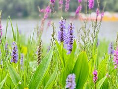 -大明宫国家遗址公园·御道广场