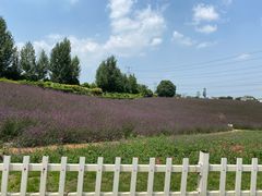 -紫颐香薰山谷景区