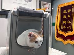-半岛宠物医院24小时(科华中路店)