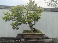 -盆景园(扬州大运河文化旅游度假区)