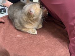 -宠颐生猫科·内科皮肤科(西平世纪城店)