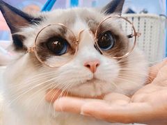 -袖虎·猫馆(体育西路店)
