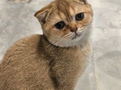 -楼上猫咖(罗湖店)