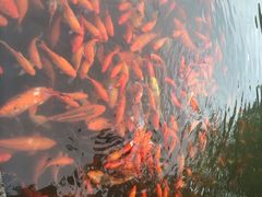 凯悦酒店-杭州君悦酒店