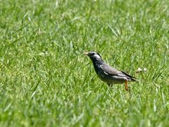-北京麋鹿生态实验中心