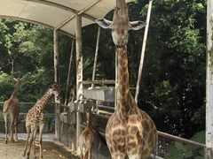 -泉州海丝野生动物世界