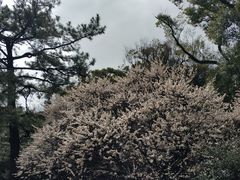 -热田神宫