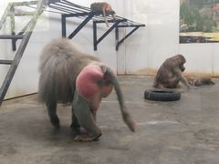 -西安秦岭野生动物园