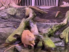 -正佳雨林生态植物园