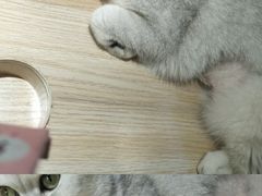 -猫和宫(六道口店)