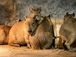 -Zoolung Zoolung动物主题公园(海信广场店)