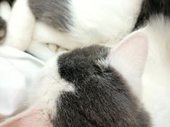 -喵园·猫主题咖啡厅·撸猫·猫咖(国贸店)