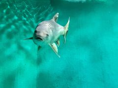 -太平洋海底世界