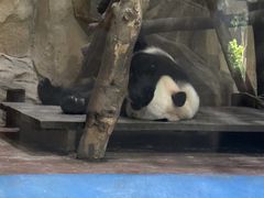 -成都动物园