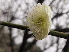 -香雪海