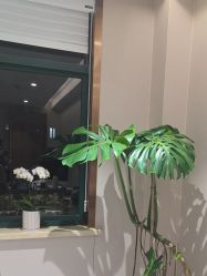 -上海华美医疗美容医院
