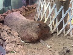-正佳雨林生态植物园