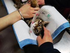 -纳吉亚猫专科动物医院博雅分院