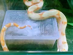 蟒-凯德广场(学府店)