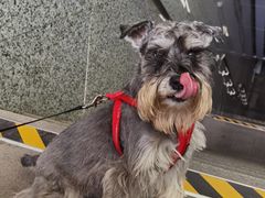 -宠物梦想家(日月豪庭店)