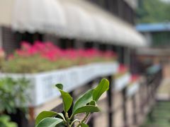 -Local泰莲庭(虹鳟鱼店)