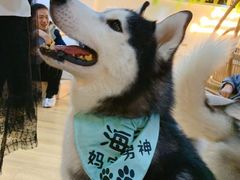 -Husky Go! 哈士奇体验馆·宠物咖啡厅狗咖