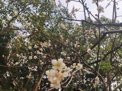 -玉树公园