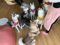 -Husky Go! 哈士奇体验馆·宠物咖啡厅狗咖