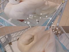 -怪兽屋·羊驼·猫咖·狗咖(俊华广场店)