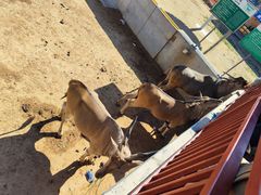 -西霞口神雕山野生动物世界