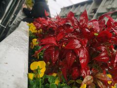 -茶是一枝花泡茶店