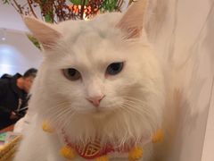 -有猫主题·治愈系猫咖(曾厝垵店)