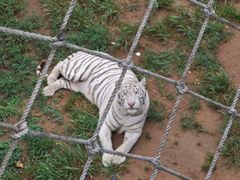 -西霞口神雕山野生动物世界