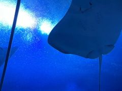 -珠海长隆海洋王国