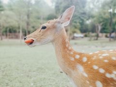 -清迈夜间动物园
