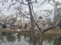 -青城公园