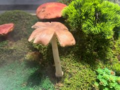 -外滩·云南人家(昆明旗舰店)