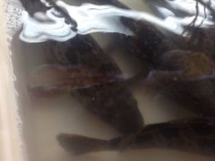 iphone_upload_pic-班赞海鲜市场