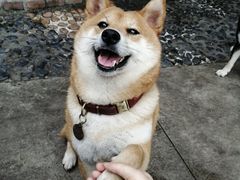 -柴犬高等学院·狗咖·柴犬售卖·宠物训练